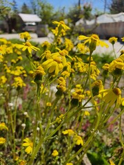 yellow flowers in the garden
