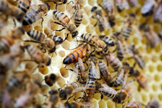 Bee on honeycombs with honey slices nectar into cells. Macro image of a bee on a frame from a hive. Bees on honeycomb