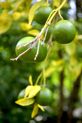 Green fresh limes on a tree - Fresh lime citrus fruit in the garden farm agricultural with nature bokeh background