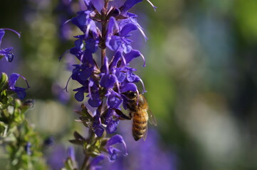 bee on lavender
