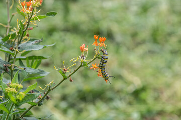 Monarch butterfly caterpillar