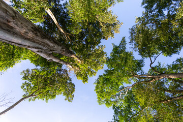 forest tree background Green leaves, bright sky, look natural. image for text