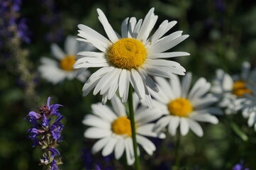 Obraz premium chamomile