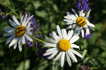 Obraz premium chamomile