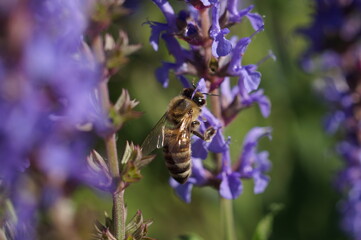 bee on lavender