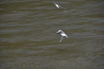 Möwen am Rhein