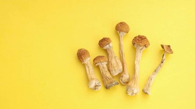 Psilocybe Cubensis mushrooms isolated on yellow background. Psilocybin psychedelic magic mushrooms Golden Teacher. Dried organic shrooms. Microdosing concept.