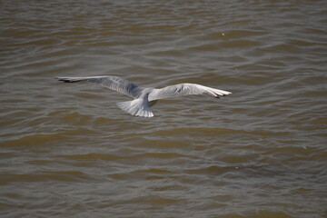 Möwe im Flug