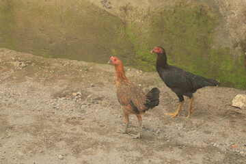 two chickens walking