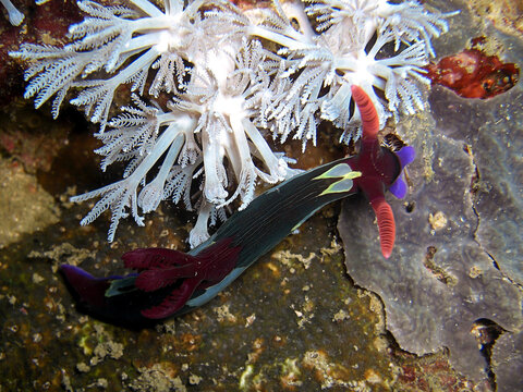 Nudy Branch (Nembrotha Purpureo Lineata) in the filipino sea 22.11.2015