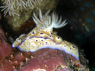 Sea Slug (Hypselodoris Tryoni) in the filipino sea 10.12.2015