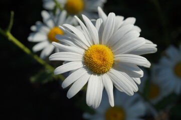 Obraz premium chamomile flower closeup