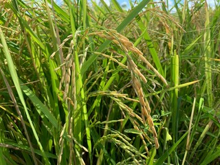 Yellow rice in field and rice field in Thailand agriculture rice 