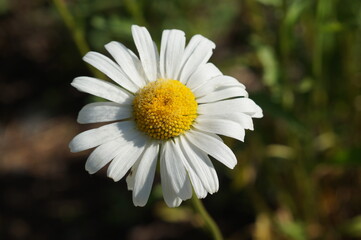 chamomile
