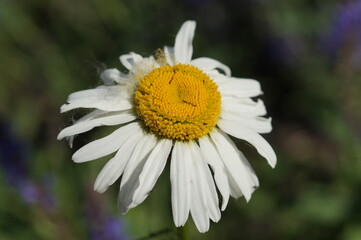 Obraz premium chamomile flower closeup