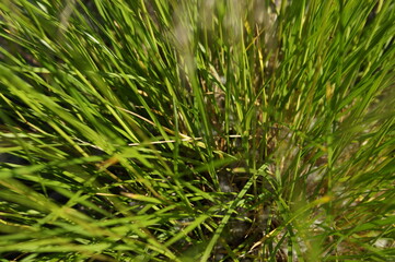 Fototapeta premium green grass background