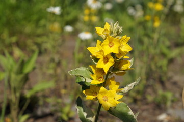 yellow flowers