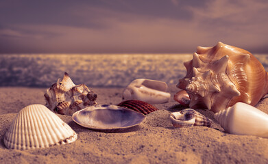 Close-up of seashells on sand at beach at late sunset. Sea, clouds and sky as background. Summer concept with copy space.