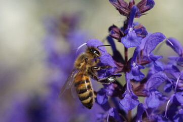 bee on a flower