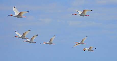 Fototapeta premium Flock of seven white ibis flying over bushes