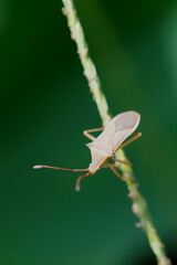 畑で見かけるカメムシ　夏　7月