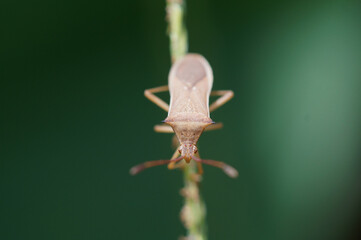 畑で見かけるカメムシ　夏　7月