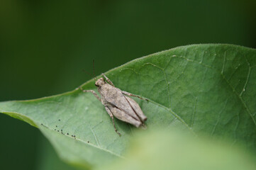 ヒシバッタ　小型のバッタ　夏　7月