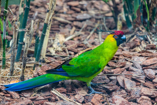 The horned parakeet (Eunymphicus cornutus) is a medium-sized parrot endemic to New Caledonia. It is called "horned" because it has two black feathers that protrude from the head and have red tips.