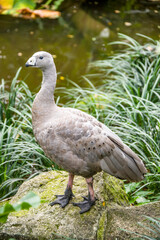 The Cape Barren goose (Cereopsis novaehollandiae) is a large goose resident in southern Australia. The species is named for Cape Barren Island, where specimens were first sighted by European explorer.