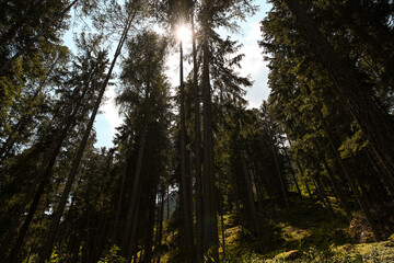 Fototapeta premium bosco foresta alberi pini abeti larici boschi montagne verde natura