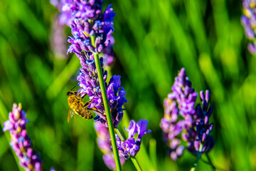 Beautiful field of lavender in purple color