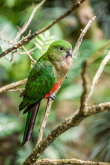 the female Australian king parrot (Alisterus scapularis) close up image. 
Endemic to eastern Australia, They feed on fruits and seeds gathered from trees or on the ground.