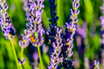 Beautiful field of lavender in purple color