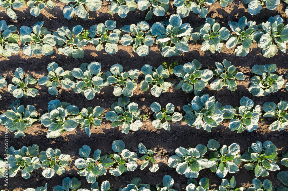 Aufkleber drone flies over rows of cabbage in an agricultural field