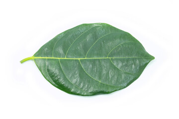 Fototapeta na wymiar Green leaf isolated on white background