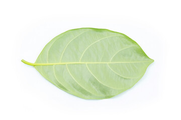 Green leaf isolated on white background