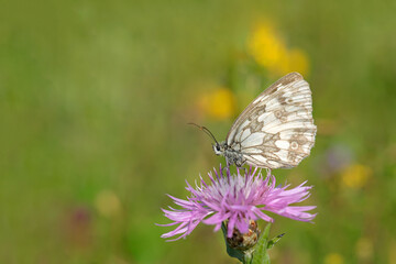 Marbled white butterfly (Melanargia galathea) on a knapweed blossom. - obrazy, fototapety, plakaty