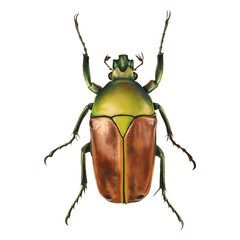 Cyprolais Selene. COELORRHINA illustration isolated on white background