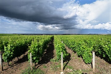 Fototapeta na wymiar Rows of vines aligned under a dark sky