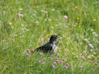 hooded crow (Corvus cornix) isolated in the flowering meadow in summer