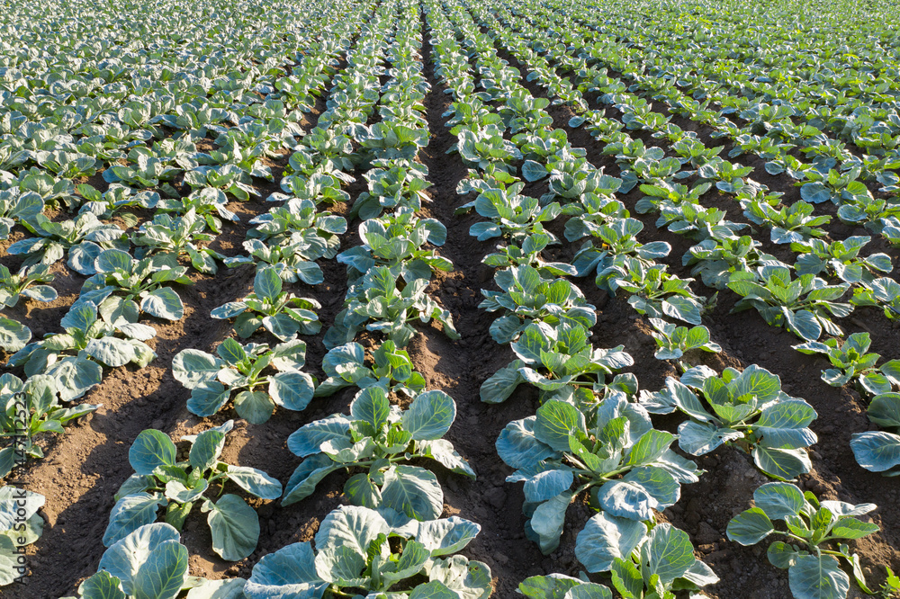 Aufkleber drone flies over rows of cabbage in an agricultural field