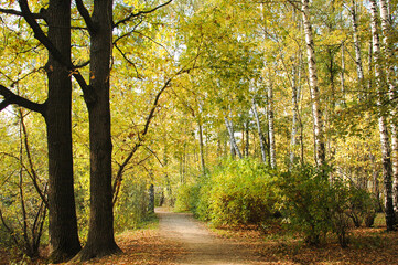 Autumn colorful forest. A path strewn with fallen yellow leaves leads into the depths of the forest.