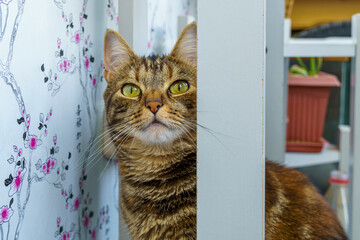 Muzzle of curious cat peeks out in home interior from the shelves - obrazy, fototapety, plakaty