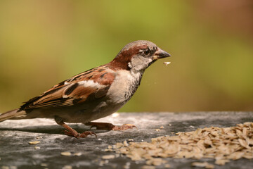 Spatz, Sperling am Futterplatz