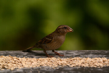 Spatz, Sperling am Futterplatz