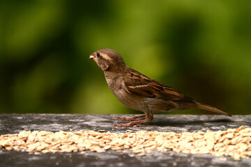Spatz, Sperling am Futterplatz