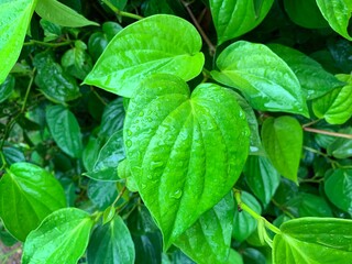 Tropical plant green leaf background fresh betel leaf with water droplets or Piper betle