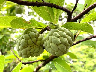 Tropical fruit organic orchard in Thailand two custard apples hanging from a branch or Annona squamosa, Agricultural products.