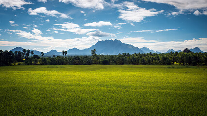 Beautiful landscape growing Paddy rice field with mountain and blue sky background in Nagercoil....