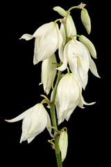 White flowers of yucca, isolated on black background